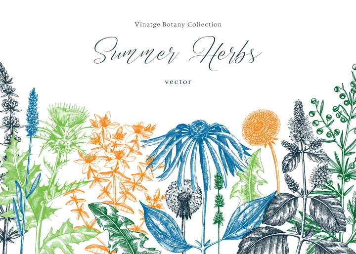 Vector herbs, flowers, weeds, meadows background. Aromatic plants vintage banner. Medicinal herb sketches. Botanical design for cosmetics, perfumery, packaging. Herbal tea ingredients in color